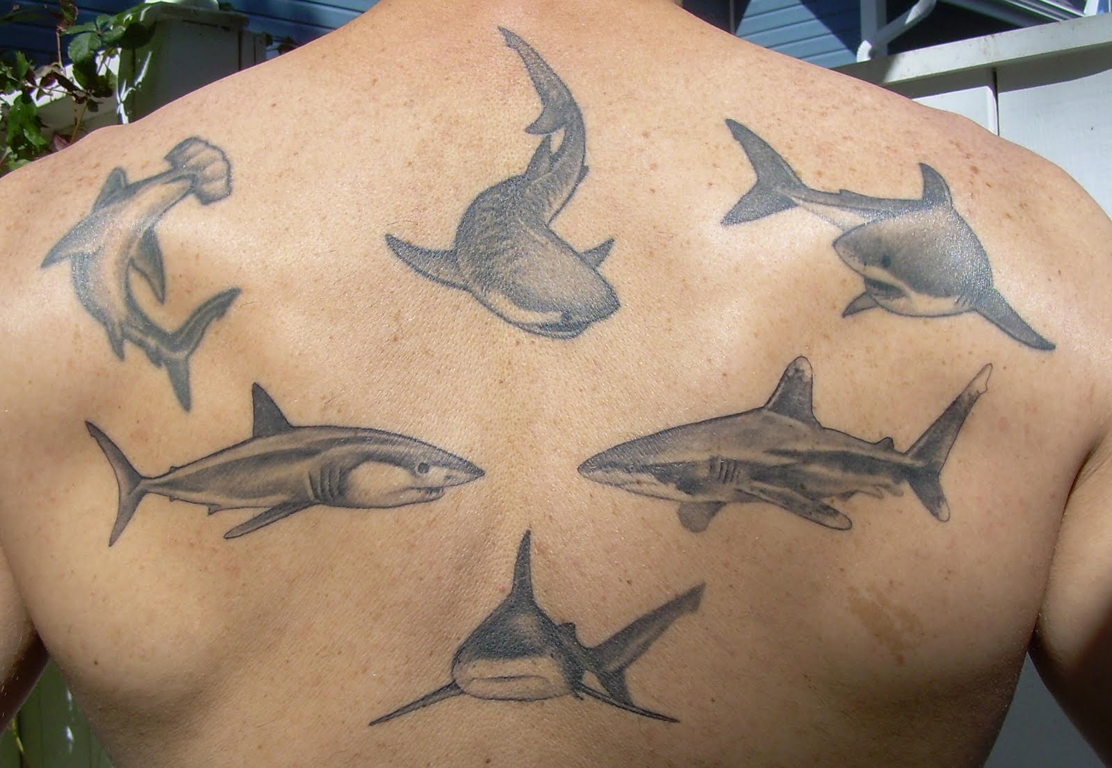 Shark Tattoo Pictures 42