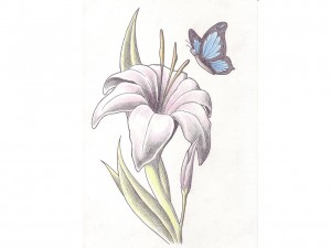 Lily Tattoo Pictures
