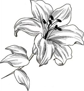 Lily Tattoo Drawing