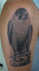 Falcon Tattoo Pictures
