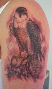 Golden Hawk Tattoo