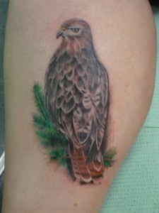 Red Tail Hawk Tattoo